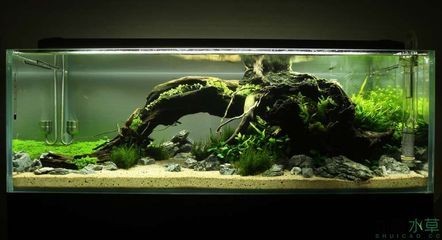 參賽魚缸造景：魚缸造景比賽現場制作的每一個作品都讓人叫絕