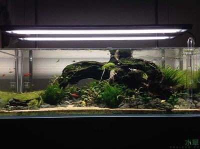參賽魚缸造景：魚缸造景比賽現(xiàn)場制作的每一個作品都讓人叫絕