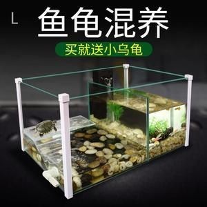 新疆原生觀賞魚（新疆原生觀賞魚有哪些）
