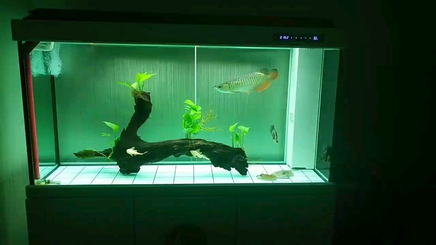 家有小龍初養成