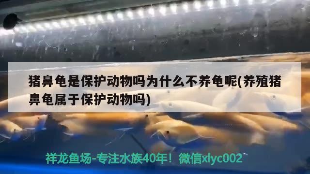 魚缸過濾器選購指南:自制魚缸過濾器魚缸上置過濾器對于養魚愛好者的必備知識 豬鼻龜是保護動物嗎為什么不養龜呢(養殖豬鼻龜屬于保護動物嗎) 豬鼻龜百科 豬鼻龜是保護動物嗎為什么不養龜呢(養殖豬鼻龜屬于保護動物嗎) 豬鼻龜是保護動物嗎為什么不養龜呢(養殖豬鼻龜屬于保護動物嗎) 豬鼻龜百科