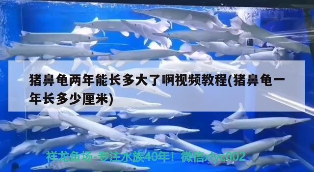 豬鼻龜兩年能長多大了啊視頻教程(豬鼻龜一年長多少厘米)