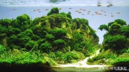 大型魚缸造景樹木有哪些：大型魚缸造景樹木的選擇