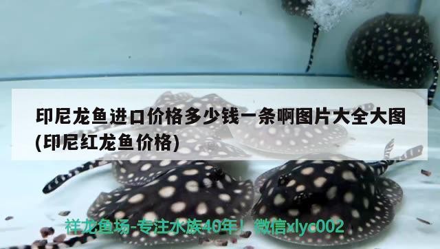 印尼龍魚進口價格多少錢一條啊圖片大全大圖(印尼紅龍魚價格) 印尼龍魚進口價格多少錢一條啊圖片大全大圖(印尼紅龍魚價格) 紅龍魚百科