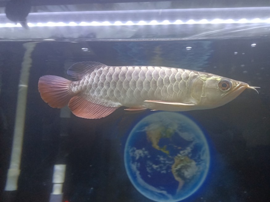 魚友們 我這個是幾排高