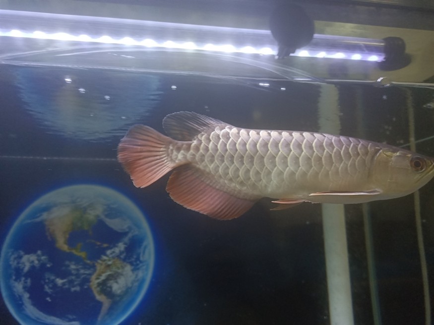魚友們 我這個是幾排高