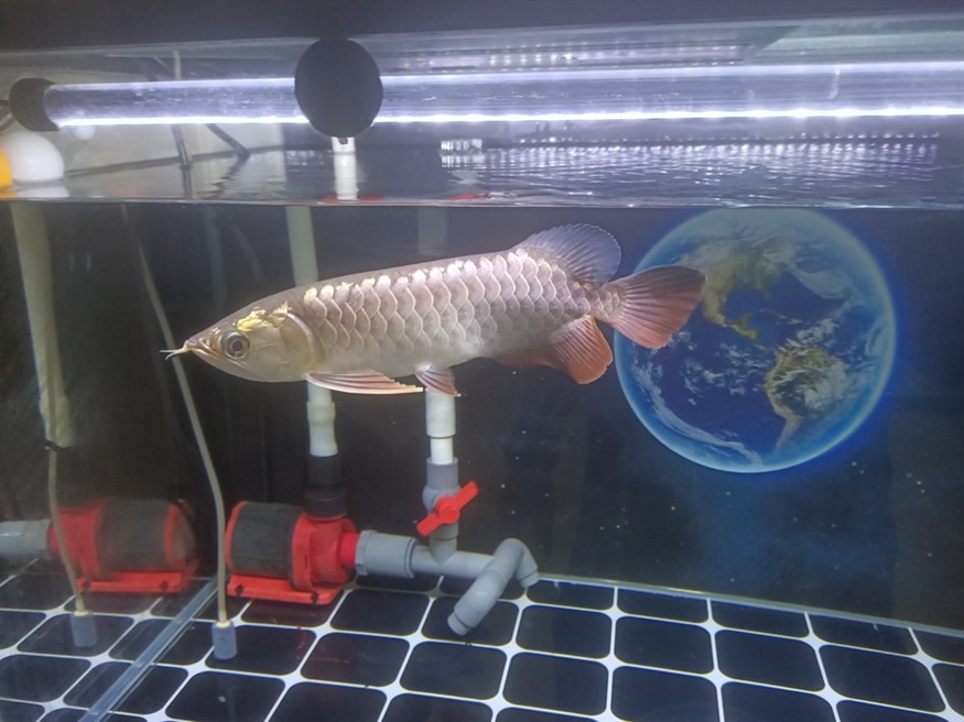 魚友們 我這個是幾排高