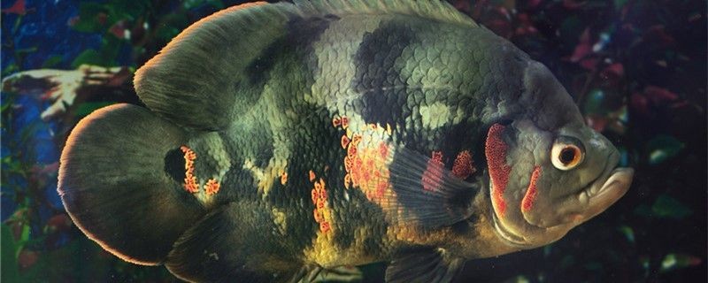 60魚缸適合養地圖魚嗎用多大的魚缸養地圖魚合適 60魚缸適合養地圖魚嗎用多大的魚缸養地圖魚合適 森森魚缸