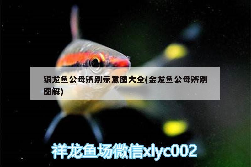 銀龍魚(yú)公母辨別示意圖大全(金龍魚(yú)公母辨別圖解)