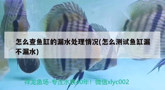 反游貓能跟龍魚混養嗎？
