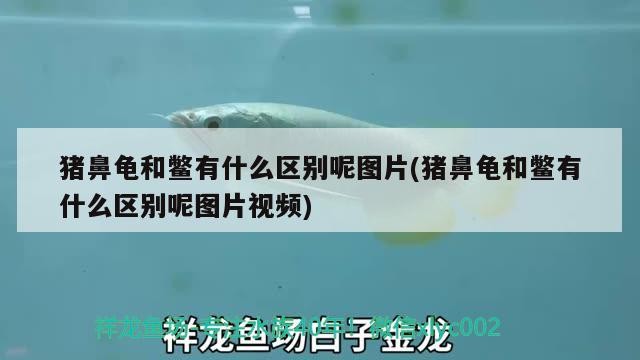 豬鼻龜和鱉有什么區別呢圖片(豬鼻龜和鱉有什么區別呢圖片視頻)