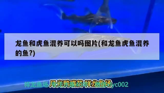 豬鼻龜長到17厘米幾年能長大啊(豬鼻龜能長到多大)