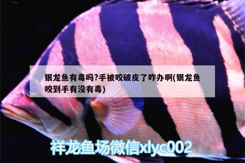 銀龍魚(yú)有毒嗎?手被咬破皮了咋辦啊(銀龍魚(yú)咬到手有沒(méi)有毒) 銀龍魚(yú)有毒嗎?手被咬破皮了咋辦啊(銀龍魚(yú)咬到手有沒(méi)有毒) 銀龍魚(yú)百科