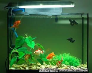 大型魚缸如何清洗水垢視頻：如何清洗濾材