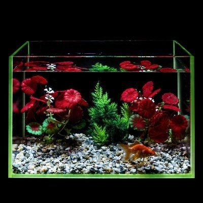 虎魚的功效與作用禁忌是什么(虎魚百度百科)