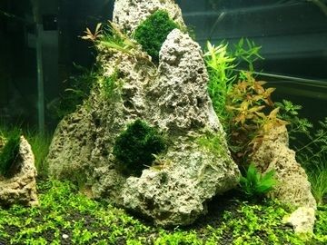 虎魚的功效與作用禁忌是什么(虎魚百度百科)