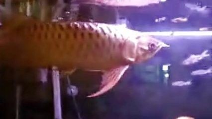 龍魚身上有白色線蟲 龍魚身上有白色線蟲 龍魚百科 第1張