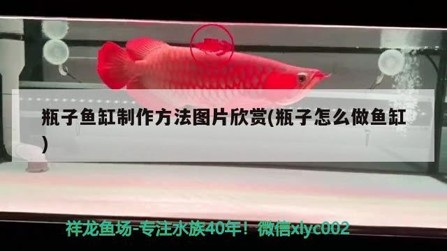 瓶子魚(yú)缸制作方法圖片欣賞(瓶子怎么做魚(yú)缸)