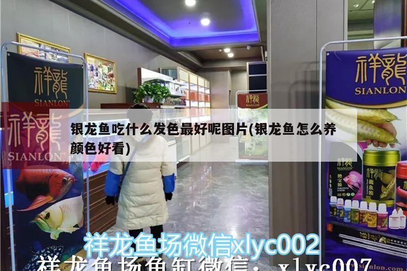 銀龍魚吃什么發色最好呢圖片(銀龍魚怎么養顏色好看)
