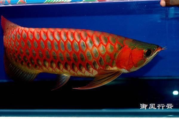 烏蘭察布紅龍魚價(jià)格2688貴嗎？