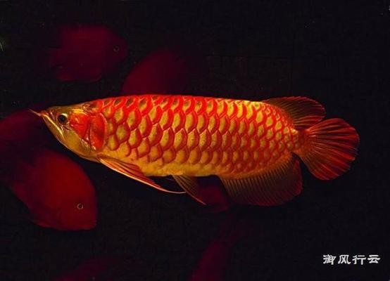烏蘭察布紅龍魚價(jià)格2688貴嗎？