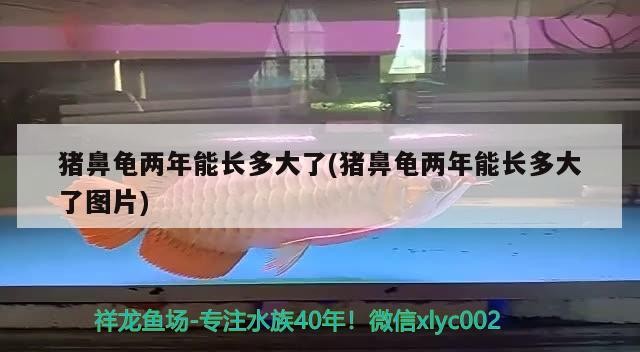 豬鼻龜兩年能長多大了(豬鼻龜兩年能長多大了圖片)