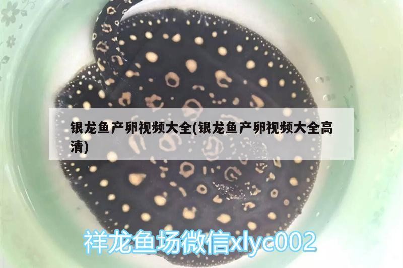 鸚鵡魚和銀龍魚混養怎樣喂食 銀龍魚產卵視頻大全(銀龍魚產卵視頻大全高清) 銀龍魚百科 銀龍魚產卵視頻大全(銀龍魚產卵視頻大全高清) 銀龍魚產卵視頻大全(銀龍魚產卵視頻大全高清) 銀龍魚百科