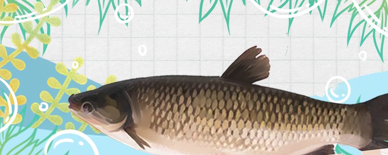 草魚會產卵嗎怎么產卵 草魚會產卵嗎怎么產卵 森森魚缸