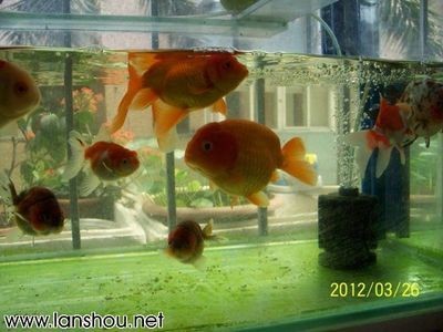 玻璃魚缸怎么打孔視頻：玻璃魚缸打孔工具和步驟