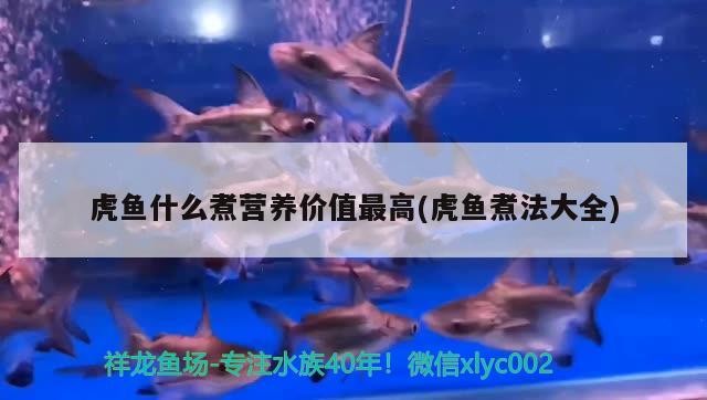 虎魚什么煮營養價值最高(虎魚煮法大全)