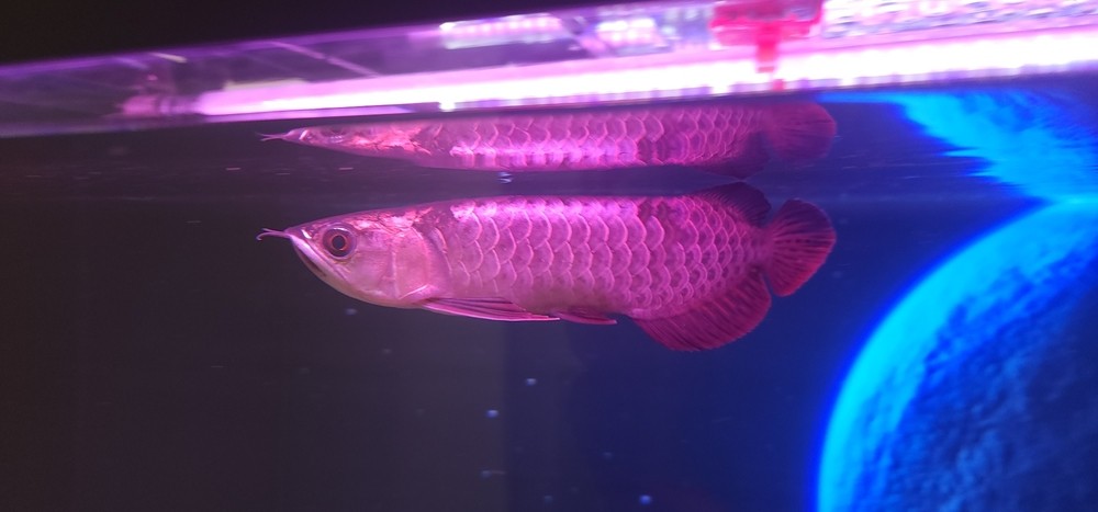 小龍到家！ 小龍到家！ 龍魚論壇 第2張