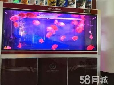 shuijing是什么牌子魚缸：如何選擇水晶材質的魚缸