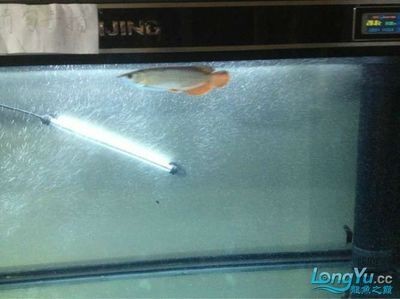 shuijing是什么牌子魚(yú)缸：如何選擇水晶材質(zhì)的魚(yú)缸