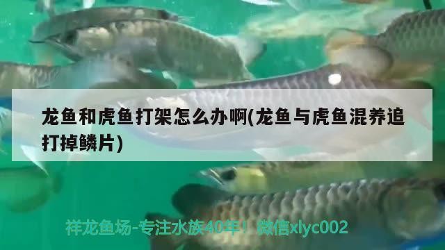 龍魚和虎魚打架怎么辦啊(龍魚與虎魚混養追打掉鱗片)