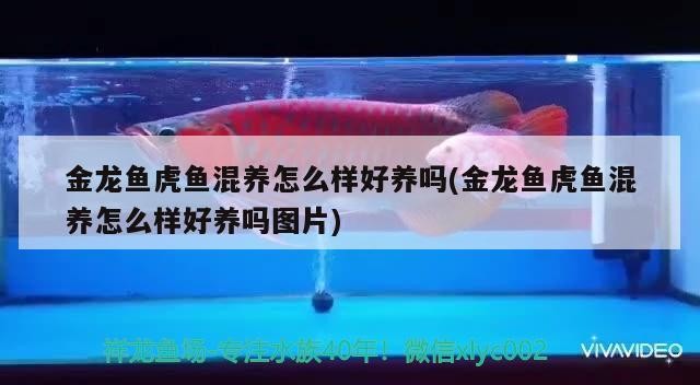 清道夫離奇在魚缸里消失（清道夫能從魚缸里跳出來嗎）