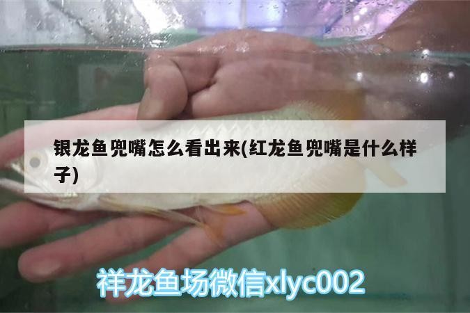 銀龍魚兜嘴怎么看出來(紅龍魚兜嘴是什么樣子) 銀龍魚兜嘴怎么看出來(紅龍魚兜嘴是什么樣子) 銀龍魚百科