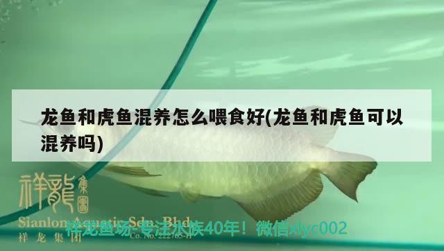 龍魚和虎魚混養怎么喂食好(龍魚和虎魚可以混養嗎)