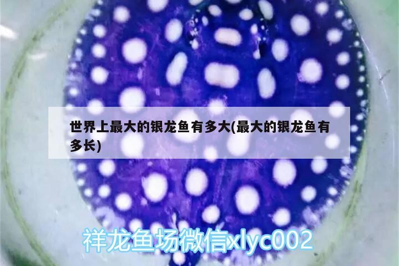 世界上最大的銀龍魚有多大(最大的銀龍魚有多長)