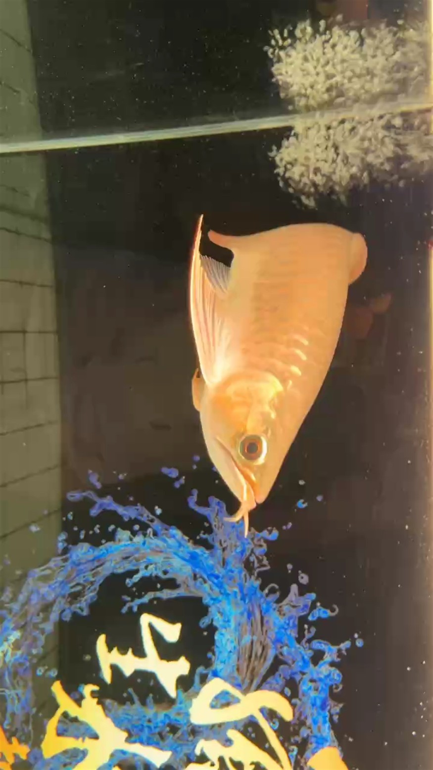 馬印2700搞起 馬印2700搞起 龍魚論壇
