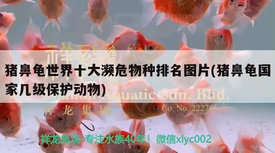 豬鼻龜世界十大瀕危物種排名圖片(豬鼻龜國(guó)家?guī)准?jí)保護(hù)動(dòng)物)