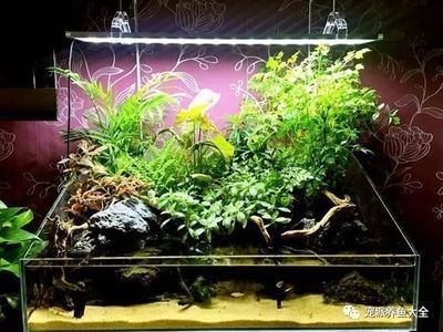 初學魚缸造景視頻教學：魚缸造景基礎知識