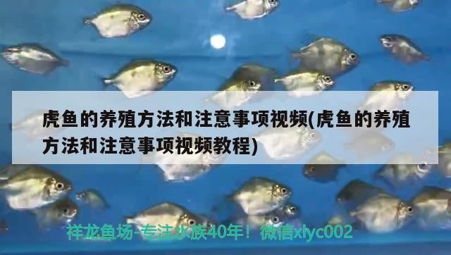 虎魚的養殖方法和注意事項視頻(虎魚的養殖方法和注意事項視頻教程)