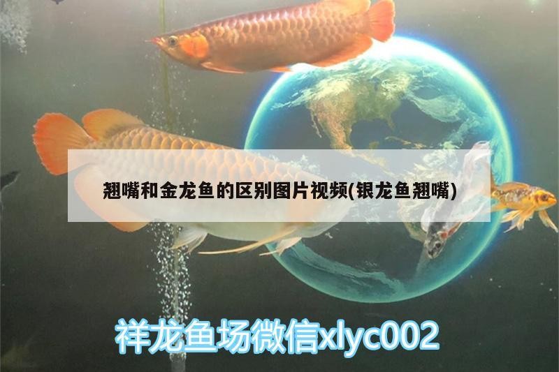 翹嘴和金龍魚的區別圖片視頻(銀龍魚翹嘴) 翹嘴和金龍魚的區別圖片視頻(銀龍魚翹嘴) 銀龍魚百科