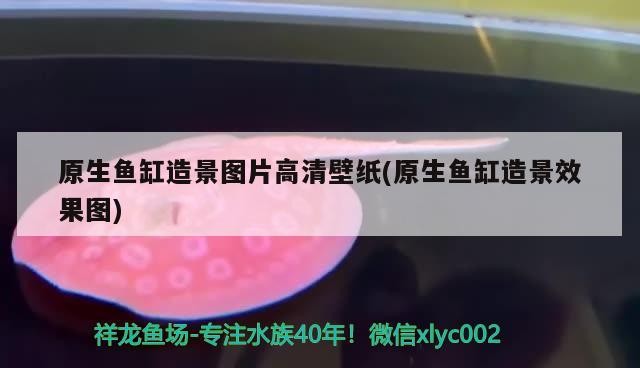 原生魚缸造景圖片高清壁紙(原生魚缸造景效果圖)