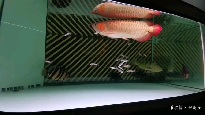 中秋節(jié)！