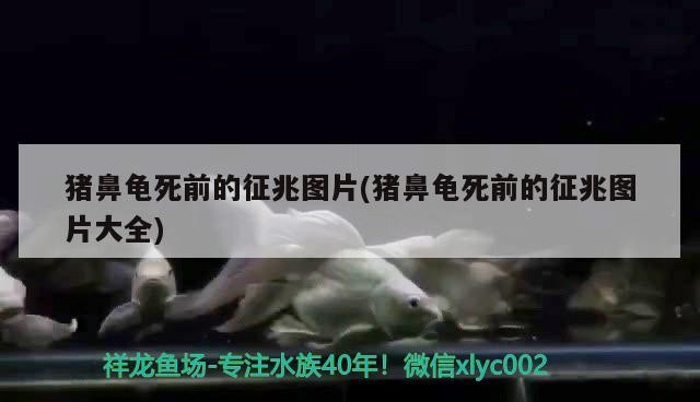 豬鼻龜死前的征兆圖片(豬鼻龜死前的征兆圖片大全)