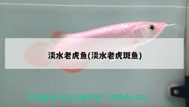 淡水老虎魚(yú)(淡水老虎斑魚(yú))