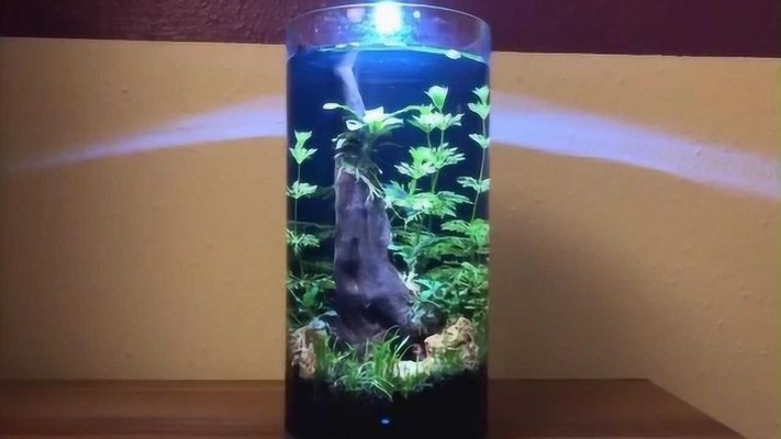 半圓柱魚缸造景圖:半圓柱魚缸造景圖對不起,由于搜索結果中沒有提供直接的半圓柱魚缸造景圖 魚缸百科 第1張 半圓柱魚缸造景圖:半圓柱魚缸造景圖對不起,由于搜索結果中沒有提供直接的半圓柱魚缸造景圖 半圓柱魚缸造景圖:半圓柱魚缸造景圖對不起,由于搜索結果中沒有提供直接的半圓柱魚缸造景圖 魚缸百科 第1張