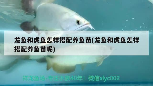 龍魚和虎魚怎樣搭配養魚苗(龍魚和虎魚怎樣搭配養魚苗呢)