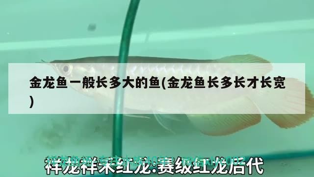 金龍魚一般長多大的魚(金龍魚長多長才長寬)